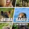 Animal Babies: First Year On Earth