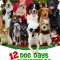 12 Dog Days Till Christmas