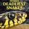 Asia’s Deadliest Snakes