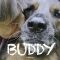 Buddy