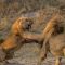 Caught in the Act: Lion Brawl