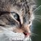 Chernobyl Reclaimed: An Animal Takeover