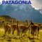 Epic Animal Migrations: Patagonia