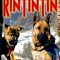 Finding Rin Tin Tin