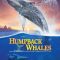 Humpback Whales