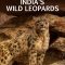 India’s Wild Leopards