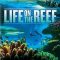 Life on the Reef