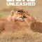 Lions Unleashed