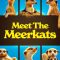 Meet The Meerkats