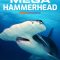 Mega Hammerhead