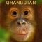 Operation Orangutan