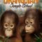 Orangutan Jungle School