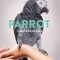 Parrot Confidential