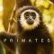 Primates