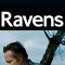 Ravens | Korparna