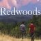 Redwoods