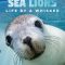 Sea Lions: Life By a Whisker