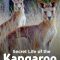 Secret Life of the Kangaroo