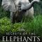 Secrets of the Elephants