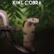 Secrets of the King Cobra