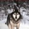 Sled Dogs