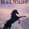 The Black Stallion