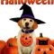 The Dog Who Saved Halloween