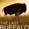 The Last Buffalo