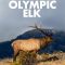 The Olympic Elk