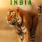 Wild Cats of India