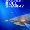 World’s Biggest Bull Shark?