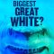 World’s Biggest Great White?