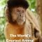 World’s Greatest Animal Encounters