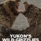 Yukon’s Wild Grizzlies