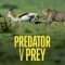 Predator v Prey