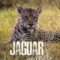 Jaguar Journals